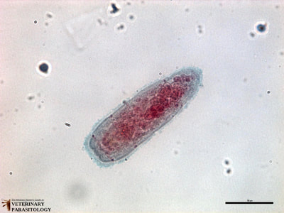 Fasciola hepatica miracidium
