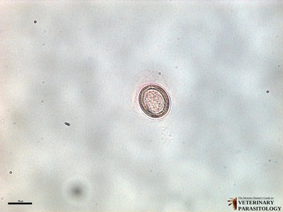Echinococcus granulosus egg, fecal float