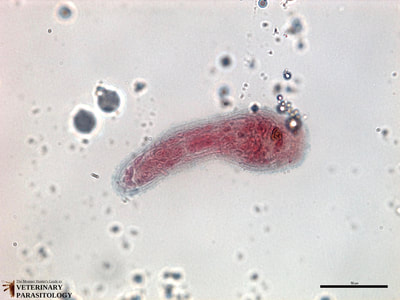 Fasciola hepatica miracidium