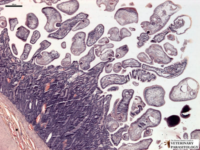 Mesocestoides sp. tetrathyridia in canine small intestine