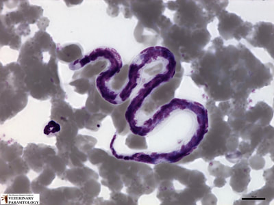Dirofilaria immitis (heart worm) microfilaria