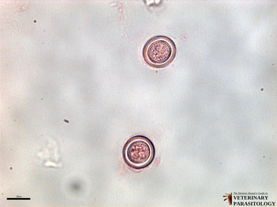 Echinococcus granulosus eggs, fecal float