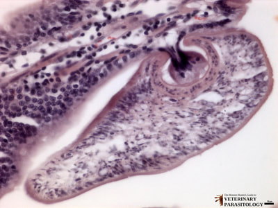 Mesocestoides sp. tetrathyridium in canine small intestine