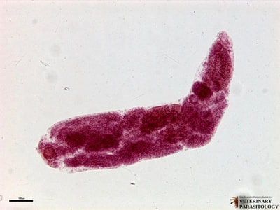 Fasciola hepatica redia