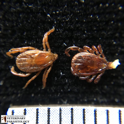 Rhipicephalus sanguineus male and female