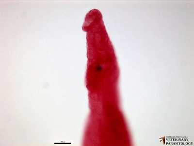 Schistosoma mansoni adult male, anterior end