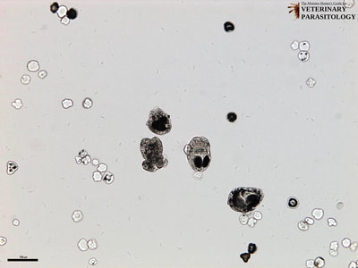 Unstained Echinococcus granulosus hydatid sand with invaginated protoscolices, evaginated protoscolices, and calcareous corpuscles