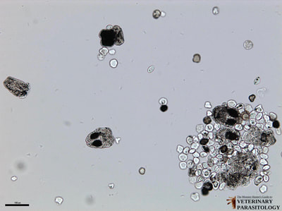 Unstained Echinococcus granulosus hydatid sand with invaginated protoscolices, evaginated protoscolices, and calcareous corpuscles