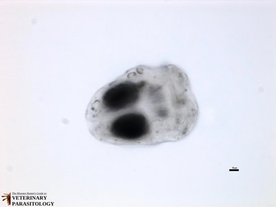 Invaginated protoscolex of Echinococcus granulosus hydatid sand