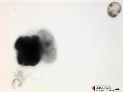 Evaginated protoscolex and calcareous corpuscles of Echinococcus granulosus hydatid sand