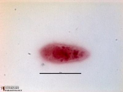 Schistosoma mansoni miracidium