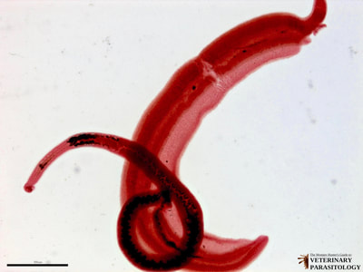 Schistosoma mansoni adult male and female in copula