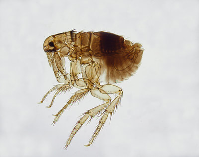 Ctenocephalides canis male (aka., dog flea)