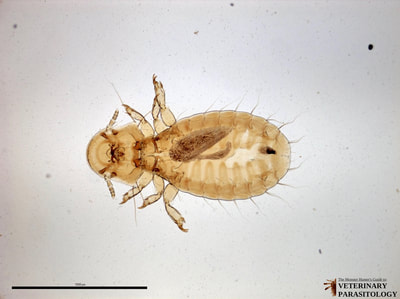 Campanulotes compar louse from pigeon (can also be found in chicken)