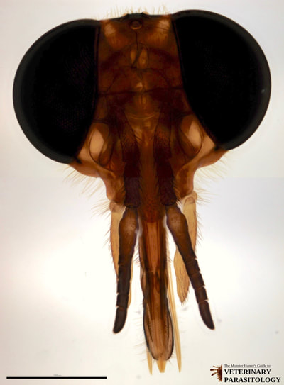 Chrysops sp. (aka., deer fly) head and mouthparts