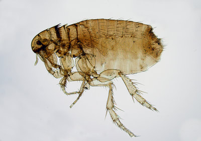 Ctenocephalides canis female (aka., dog flea)