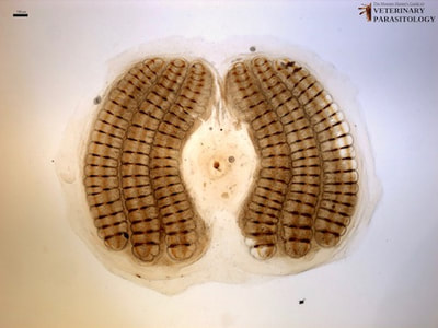Gasterophilus sp. (aka., horse botfly) larval spiracle