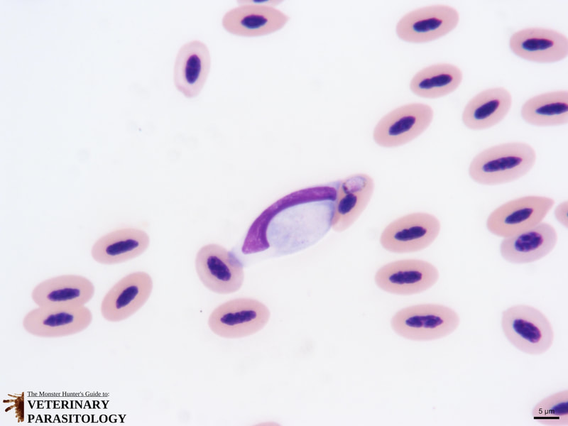 Haemoproteus sp. and Leucocytozoon sp. in an avian blood smear