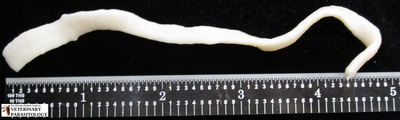 Moniezia expansa tapeworm segment 